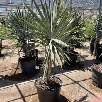 Desert Horizon Nursery - Nurseries & Gardening Near Me - Queen Creek, Arizona Desert Horizon Nursery - Nurseries & Gardening Near Me - Queen Creek, Arizona