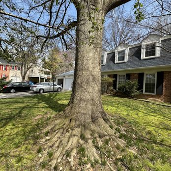 Axcobar Tree Experts - Tree Services Near Me - Rockville, Maryland