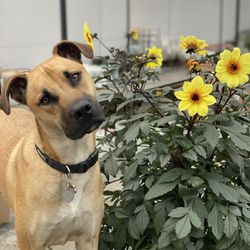 Front Range Gardens - Mystic dahlia & Reggie