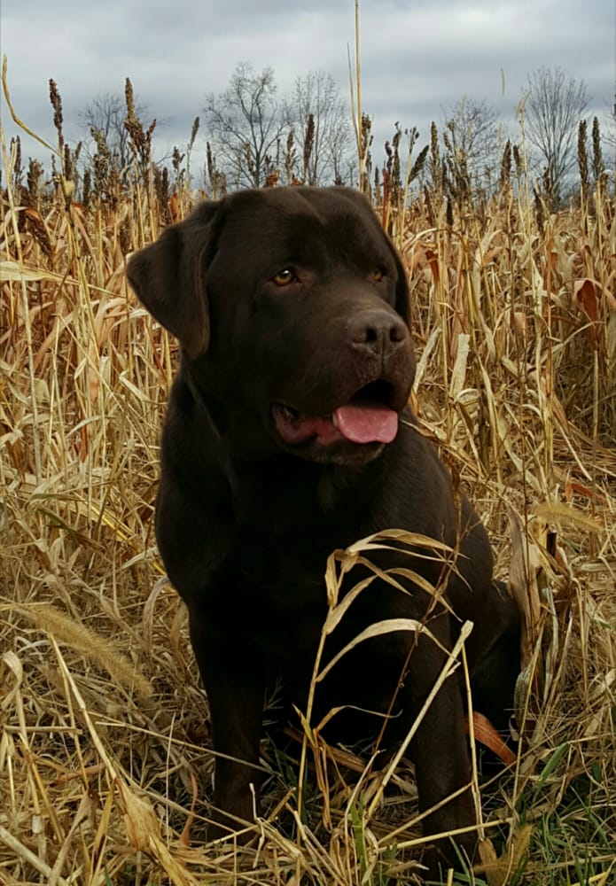 UPLAND GAME PRESERVE Updated August 2024 2998 Mills Rd, Montour Falls, New York Wildlife