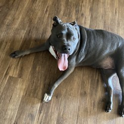 Dee's Pet Salon - My big crazy boy.