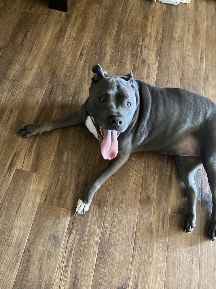 DEE’S PET SALON Updated May 2024 13 Reviews 2650 Fairview Pl