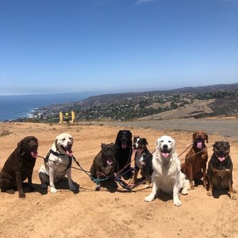 OC Pup Scouts - Dog Walkers Near Me - Dana Point, California OC Pup Scouts - Dog Walkers Near Me - Dana Point, California