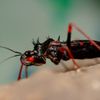 Portland Insectarium gift card