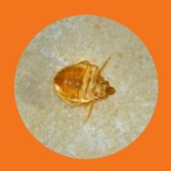 Bed Bug Burners - untitled - Pest Control Near Me - Kent, Ohio Bed Bug Burners - untitled - Pest Control Near Me - Kent, Ohio
