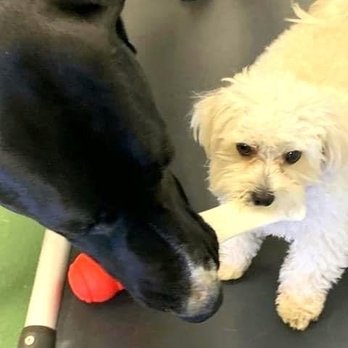 All-Star Grooming - Pet Groomers Near Me - Scottsdale, Arizona All-Star Grooming - Pet Groomers Near Me - Scottsdale, Arizona