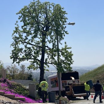 FR Tree Service - Tree Services Near Me - Fontana, California FR Tree Service - Tree Services Near Me - Fontana, California