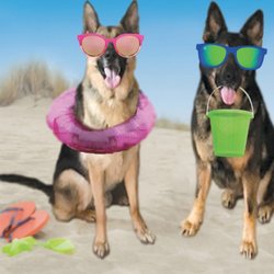 Beach Dogz Daycare & Enrichment - Our mascots Annyong & ZZ