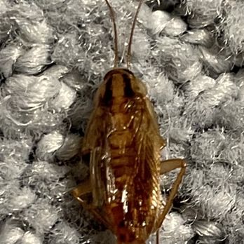 Kenny Realty - Cockroach - Property Management Near Me - San Francisco, California Kenny Realty - Cockroach - Property Management Near Me - San Francisco, California