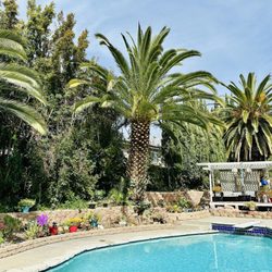 Redwood Arbor Care - Nicely trimmed palm trees and other plants
