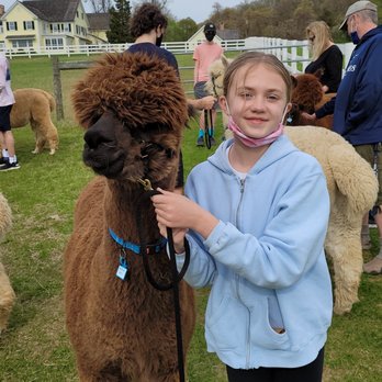 Bluebird Farm Alpacas - Halter training, highly recommended - Attraction Farms Near Me - Peapack, New Jersey Bluebird Farm Alpacas - Halter training, highly recommended - Attraction Farms Near Me - Peapack, New Jersey