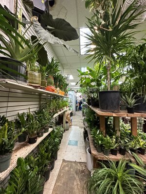 Dahing Plants & Landscaping by null