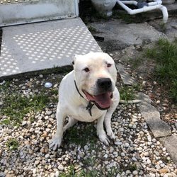 Critter Boarding - My baby girl Pippa