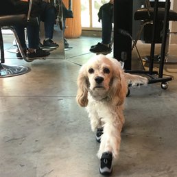 IMPORTANT:
Dog in Booties on Premises IMPORTANT:
Dog in Booties on Premises