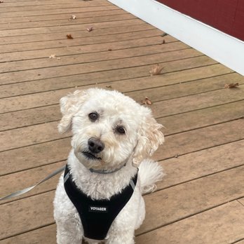 Foundry Kitchen and Tavern - My dog in disgust - New American Near Me - Sandy Hook, Connecticut