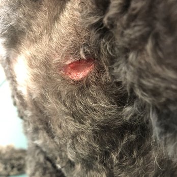 Dog Elegantes - Pictures from Noahs cut, staples, and vet bill. - Pet Groomers Near Me - Las Vegas, Nevada