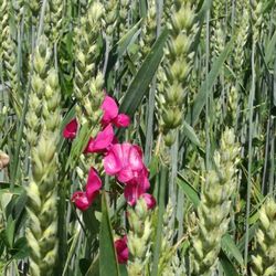 Naturlehrpfad Riedholz zwischen Grettstadt und Schwebheim