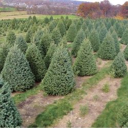 Christmas Trees 5165437240 Oceanside Ny 11572