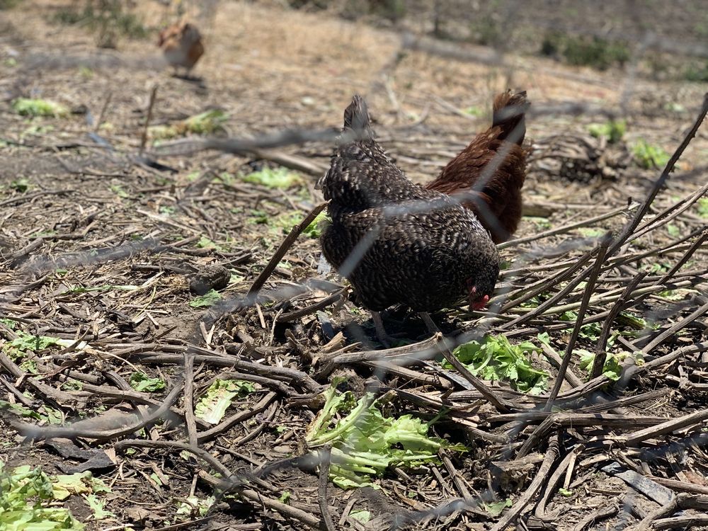 MCGRATH FAMILY FARMS 88 Photos & 65 Reviews Farmers Market 1012 W