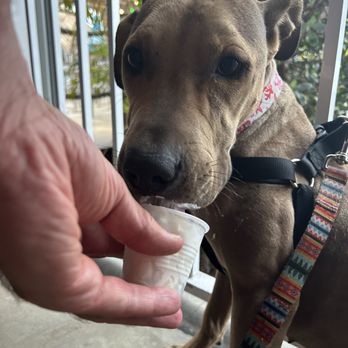 My Village Pub - Pup cup thanks to fabulous BEN - New American Near Me - Siesta Key, Florida My Village Pub - Pup cup thanks to fabulous BEN - New American Near Me - Siesta Key, Florida