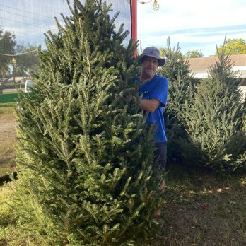 Blue Ridge Tree Farm - Kevin with sample of the beautiful trees in his farm. - Christmas Trees Near Me - Fort Lauderdale, Florida Blue Ridge Tree Farm - Kevin with sample of the beautiful trees in his farm. - Christmas Trees Near Me - Fort Lauderdale, Florida