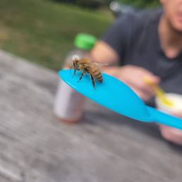 Bee stealing my sorbet  (cute!)