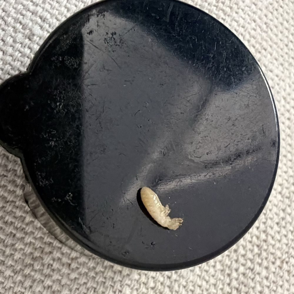Coastal Termite And Pest Control - Pest Control Near Me - Santa Clara, California Coastal Termite And Pest Control - Pest Control Near Me - Santa Clara, California