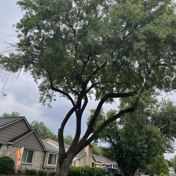 On Point Tree Service - The aftermath - Tree Services Near Me - Katy, Texas On Point Tree Service - The aftermath - Tree Services Near Me - Katy, Texas