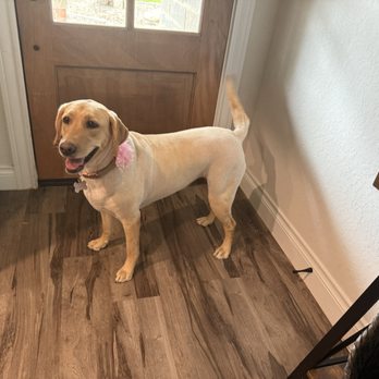 Lakeside Dog Grooming - Pet Groomers Near Me - Canyon Lake, Texas Lakeside Dog Grooming - Pet Groomers Near Me - Canyon Lake, Texas