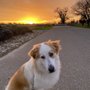 Photo of Coach For Canines