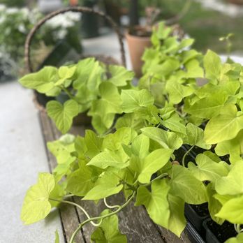 Leaf Landscape Supply - Sweet potato vine- 1 flat = $5 - Nurseries & Gardening Near Me - Austin, Texas