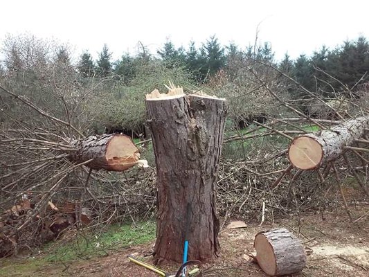 Scott E Panida Tree Services