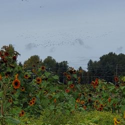 JB Pumpkin Patch - Sunflowers and migrating geese