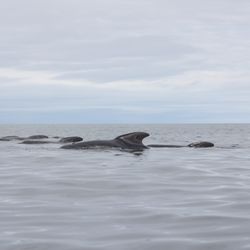 Capt Mark's Whale & Seal Cruise - Pod of Pilot Whales