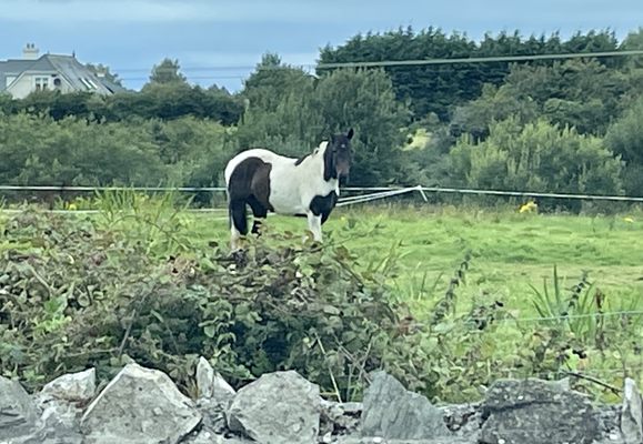 Croagh Patrick by null