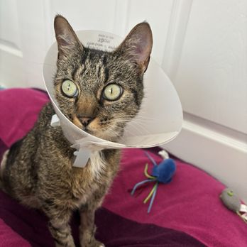 San Diego Humane Society - Animal Shelters Near Me - Oceanside, California San Diego Humane Society - Animal Shelters Near Me - Oceanside, California