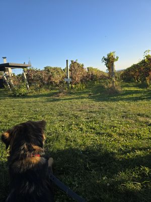 Fjord Vineyards by null