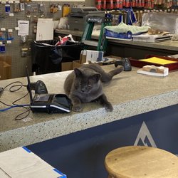 Panhandle Paint & Decorating - Shop Cat