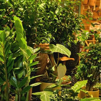 Evergreen Garden Center - Indoor Plants - Nurseries & Gardening Near Me - Clovis, California