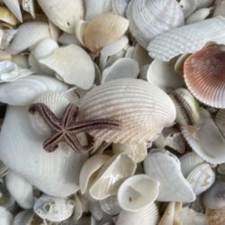 Flip Side Charter - Sea star on shells at Cayo Costa