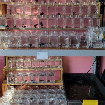 Bright Aquarium - Aquarium Services Near Me - San Jose, California Bright Aquarium - Aquarium Services Near Me - San Jose, California