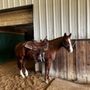 Photo of Budge Performance Horses