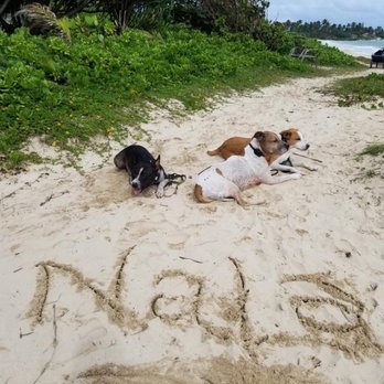 Hawaii Dog Training Services - Pet Training Near Me Hawaii Dog Training Services - Pet Training Near Me