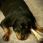 Photo of Winslow Park Animal Hospital