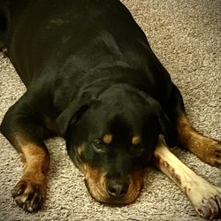 Winslow Park Animal Hospital - Dog