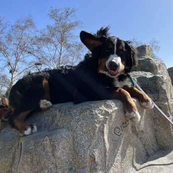 Off Leash K9 Training- Bay Area - Last day in Fresno. Climbed a huge boulder - Pet Training Near Me Off Leash K9 Training- Bay Area - Last day in Fresno. Climbed a huge boulder - Pet Training Near Me