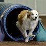 Photo of Canine Corral