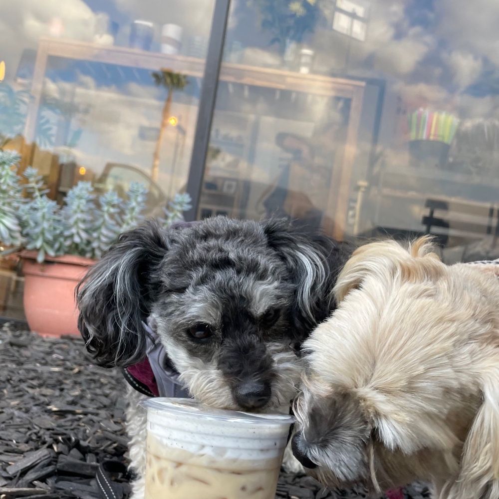 Hoji - Boba dogs caffeine - Bubble Tea Near Me - Redlands, California