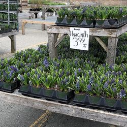 Klein Greenhouse - Hyacinths