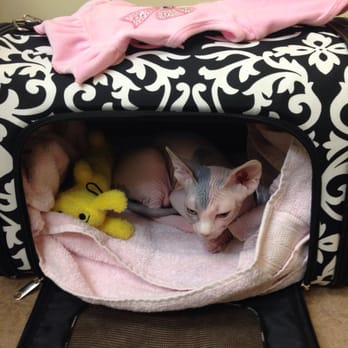 Bergen Veterinary Hospital - Scarlett at the vet! - Veterinarians Near Me - Teaneck, New Jersey Bergen Veterinary Hospital - Scarlett at the vet! - Veterinarians Near Me - Teaneck, New Jersey